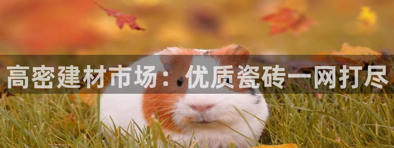 杏鑫平台怎么样知乎