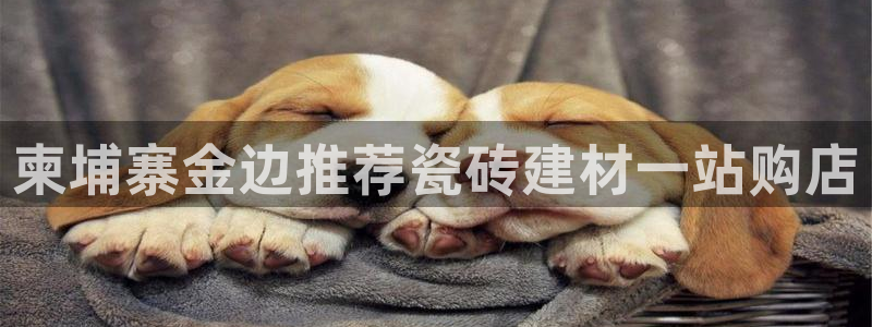 杏鑫平台代理注册登录不了怎么办呀视频