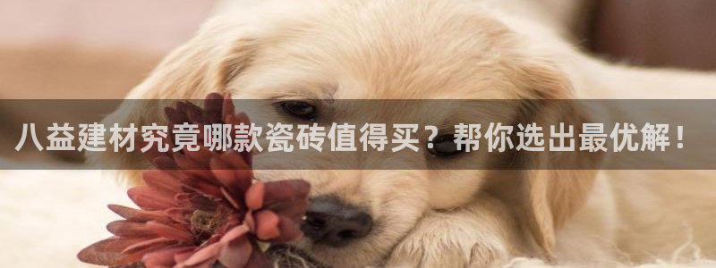 杏鑫平台代理注册