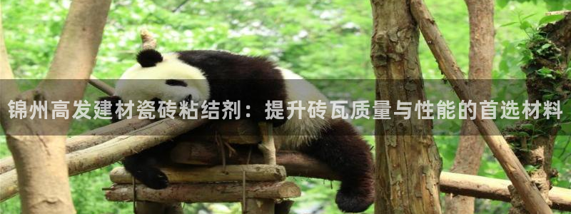 杏鑫主管