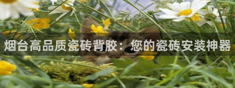 杏鑫平台代理怎么做